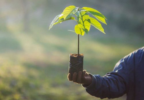 आज चुरे दिवस : एकैदिन एक लाख बोटबिरुवा रोपिँदै