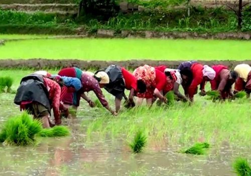 चितवनमा ३० प्रतिशत रोपाइँ सकियो