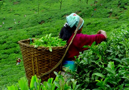 बुटवलमा नेपाली चियाको बृहत राष्ट्रिय प्रदर्शनी हुँदै