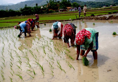 धादिङमा ६८ प्रतिशत रोपाई सकियो