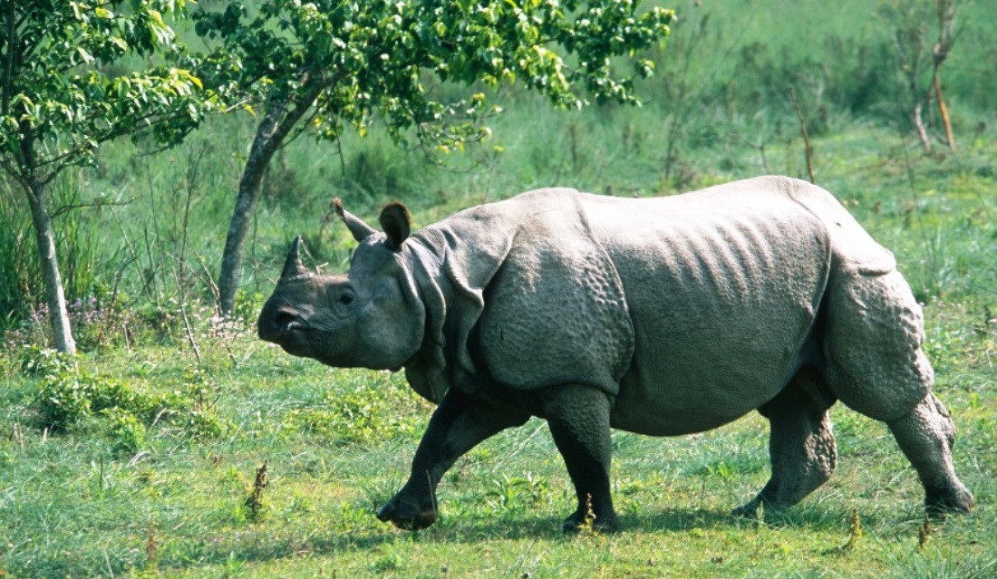 गैँडा संरक्षणसम्बन्धी अन्तर्राष्ट्रिय छलफल