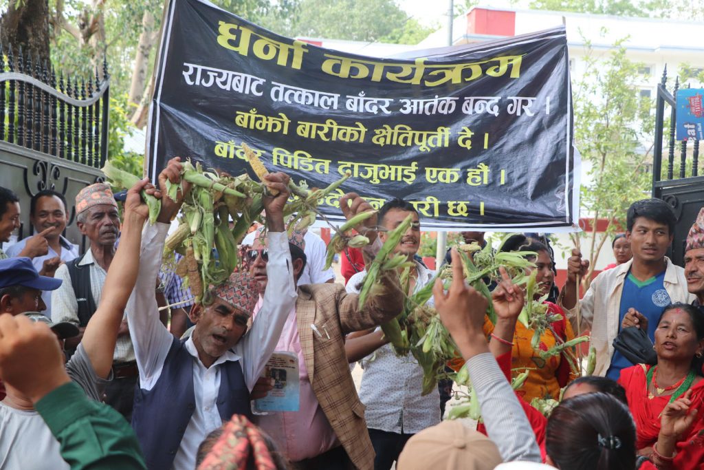 बाँदर नियन्त्रणको उपाय नखोजे जस्तोसुकै आन्दोलनमा उत्रने धादिङका किसानको चेतावनी