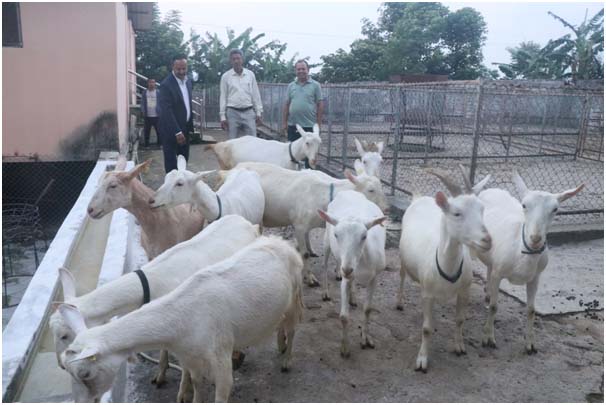 बाख्राको दूधबाट बनेको चिजको माग उच्च