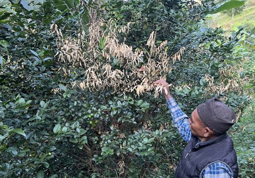 ढुसीको प्रकोपले कागतीका बोट मर्न थाले, किसान चिन्तित