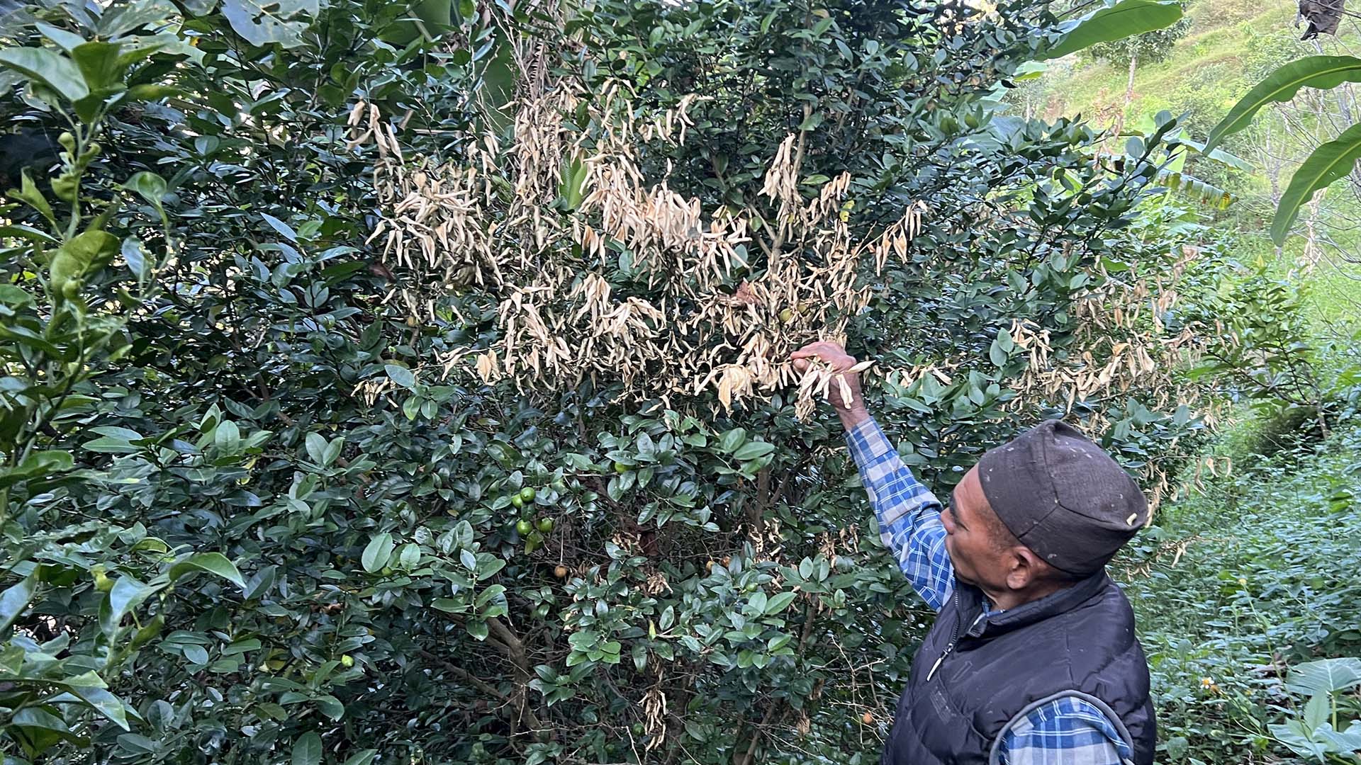 ढुसीको प्रकोपले कागतीका बोट मर्न थाले, किसान चिन्तित