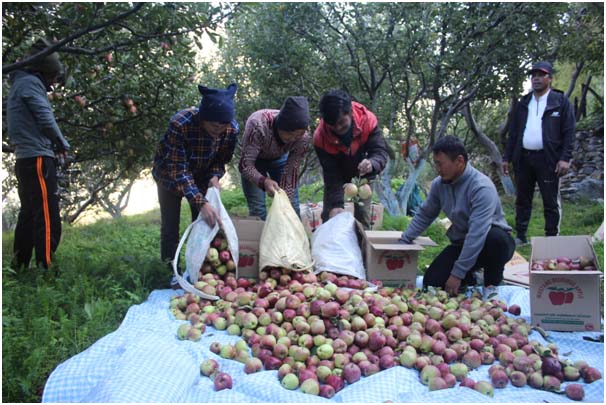 बेमौसमी वर्षाले मुुस्ताङमा स्याउ उत्पादन घट्यो