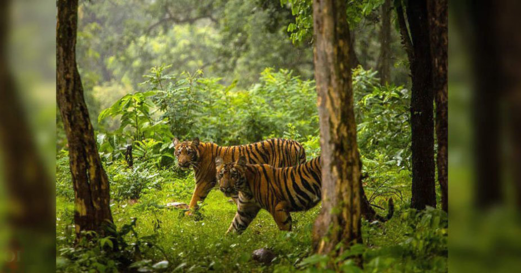 सामुदायिक वनमा बाघको अवस्था बुझ्न क्यामेरा ट्यापिङ सुरु