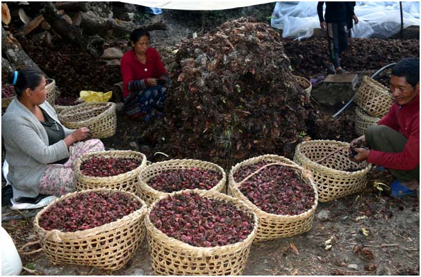 किसानलाई अलैँची भित्र्याउन चटारो