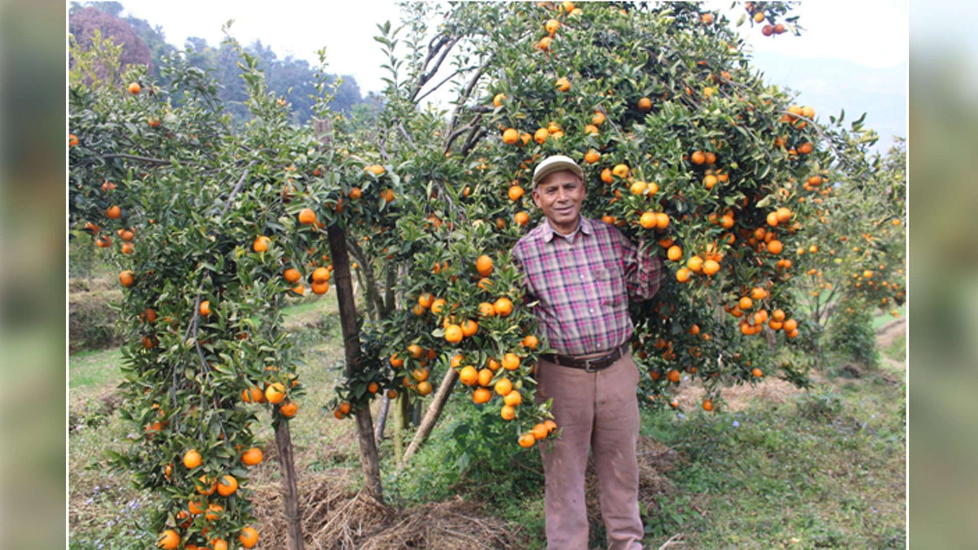 शिक्षणबाट अवकाशपछि सुन्तलाखेतीमा : बर्सेनि पाँच लाख कमाई