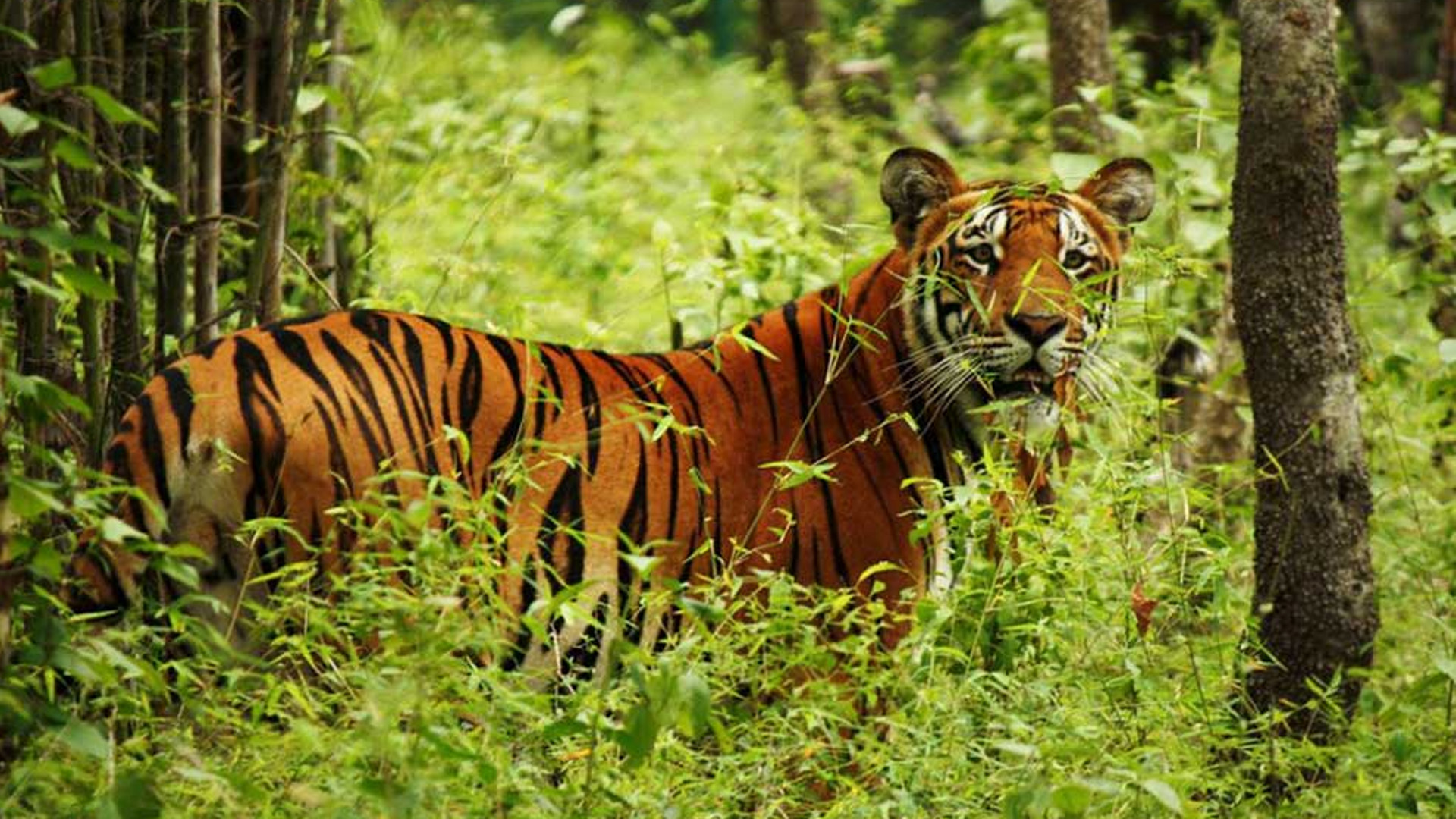 बाघको सङ्ख्यामा वृद्धि