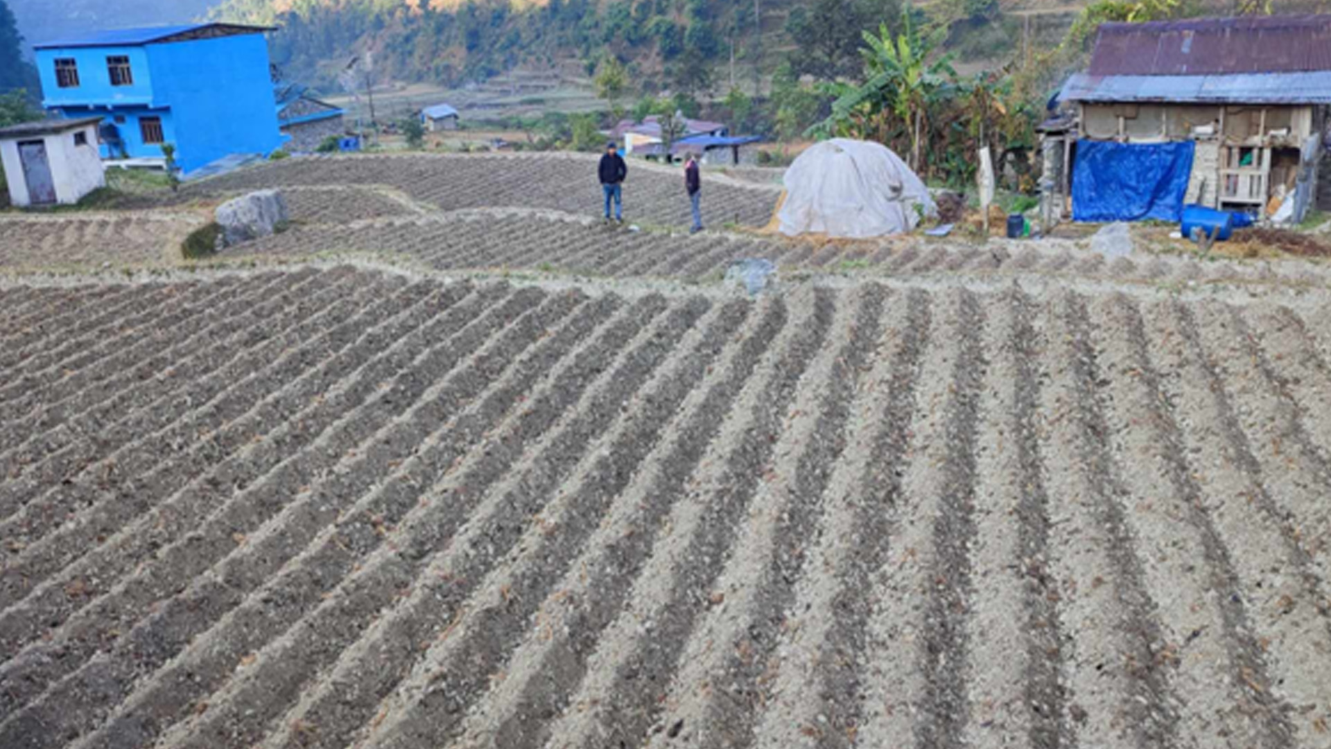 किसानलाई आलु खेतीतर्फ आकिर्षत गर्न क्षेत्र विस्तार