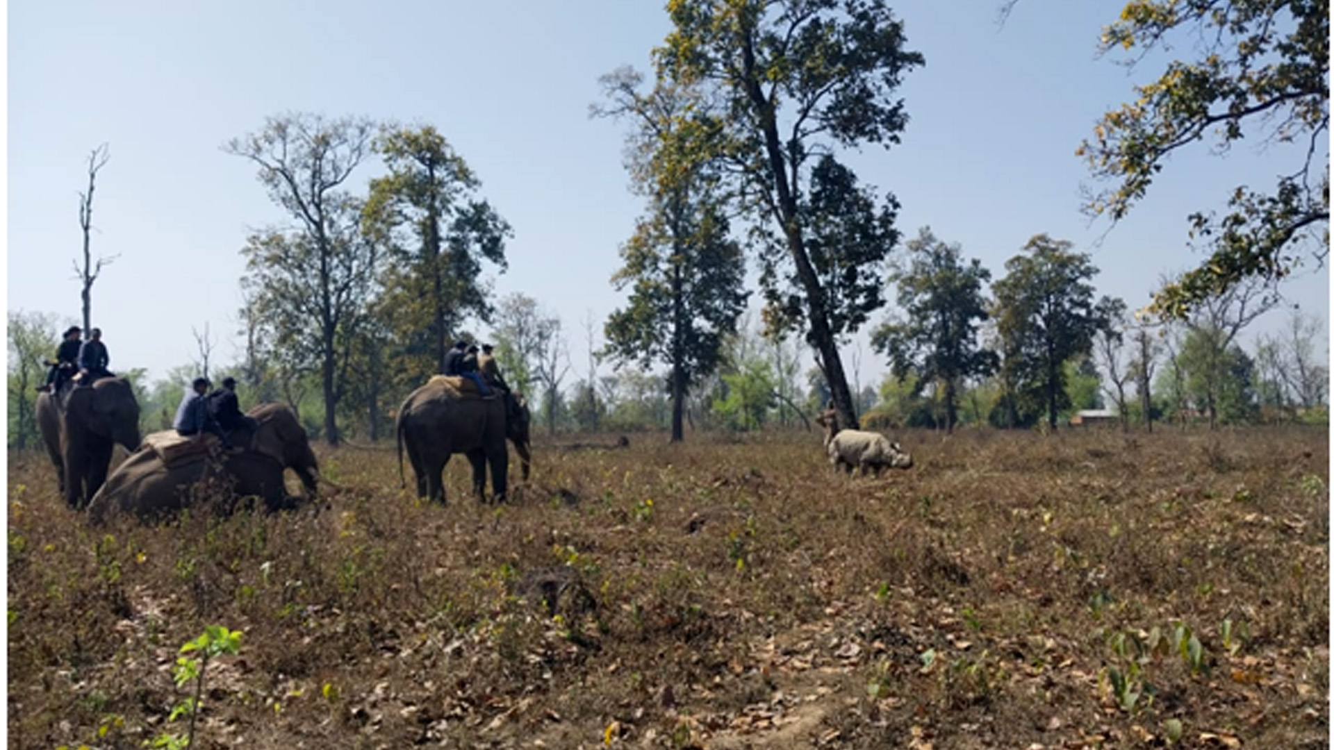 कावासोतीबाट गैँडा स्थानान्तरण सुरु