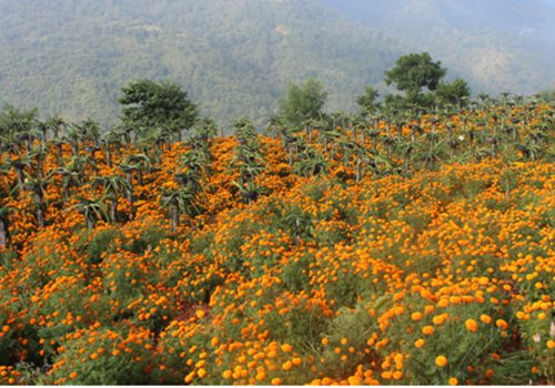 ड्रागन फ्रुटसँगै सयपत्री फूलको खेती