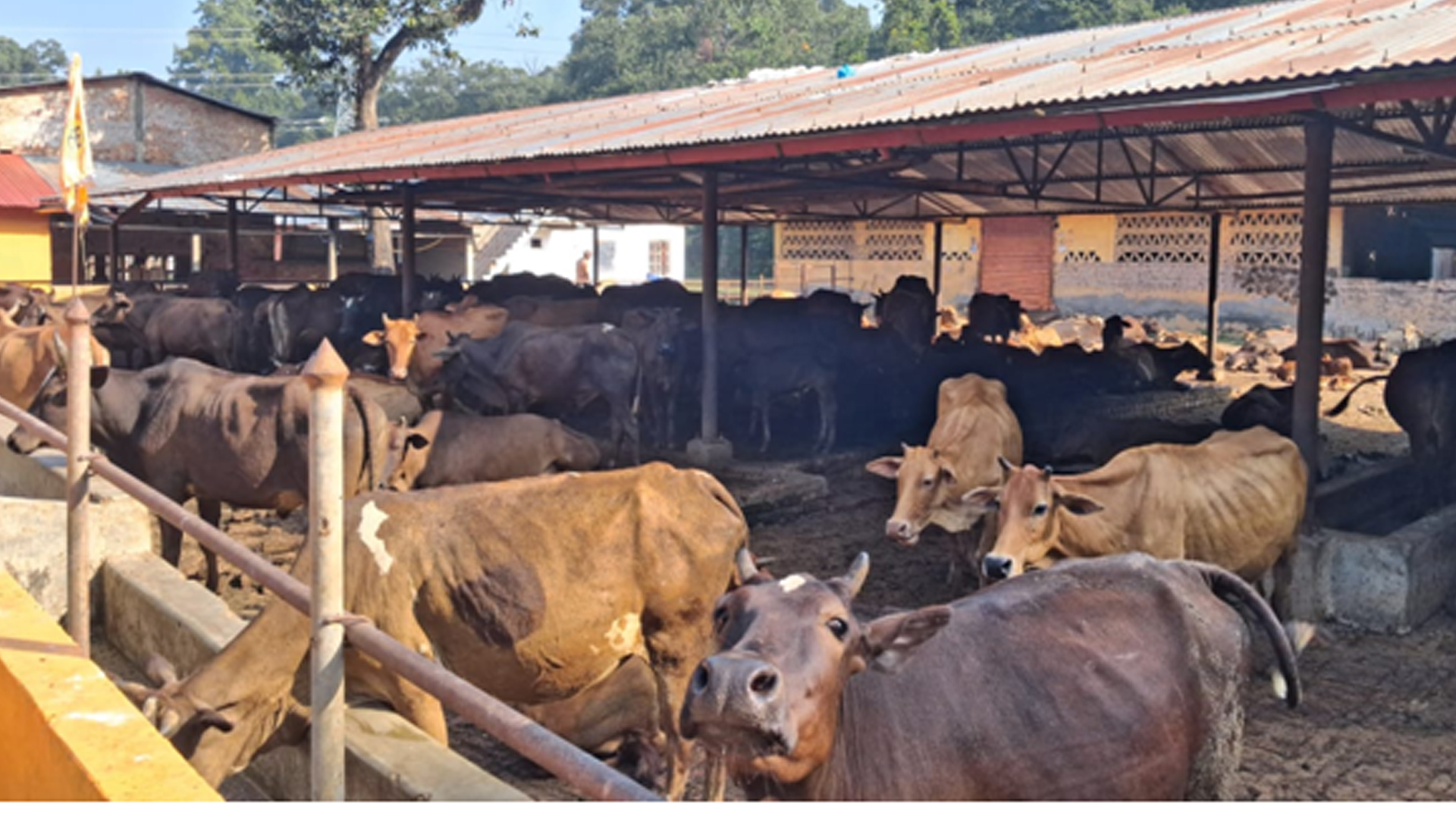 स्थानीय जातका गाई संरक्षण गर्न एक करोडको कोष