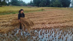 बेमौसमी वर्षाले धान बालीमा क्षतिहुँदा किसान समस्यामा