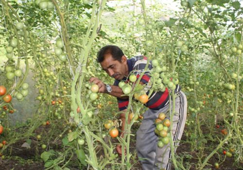 तरकारी खेतीबाट आत्मनिर्भर बन्दै म्याग्दीका युवा