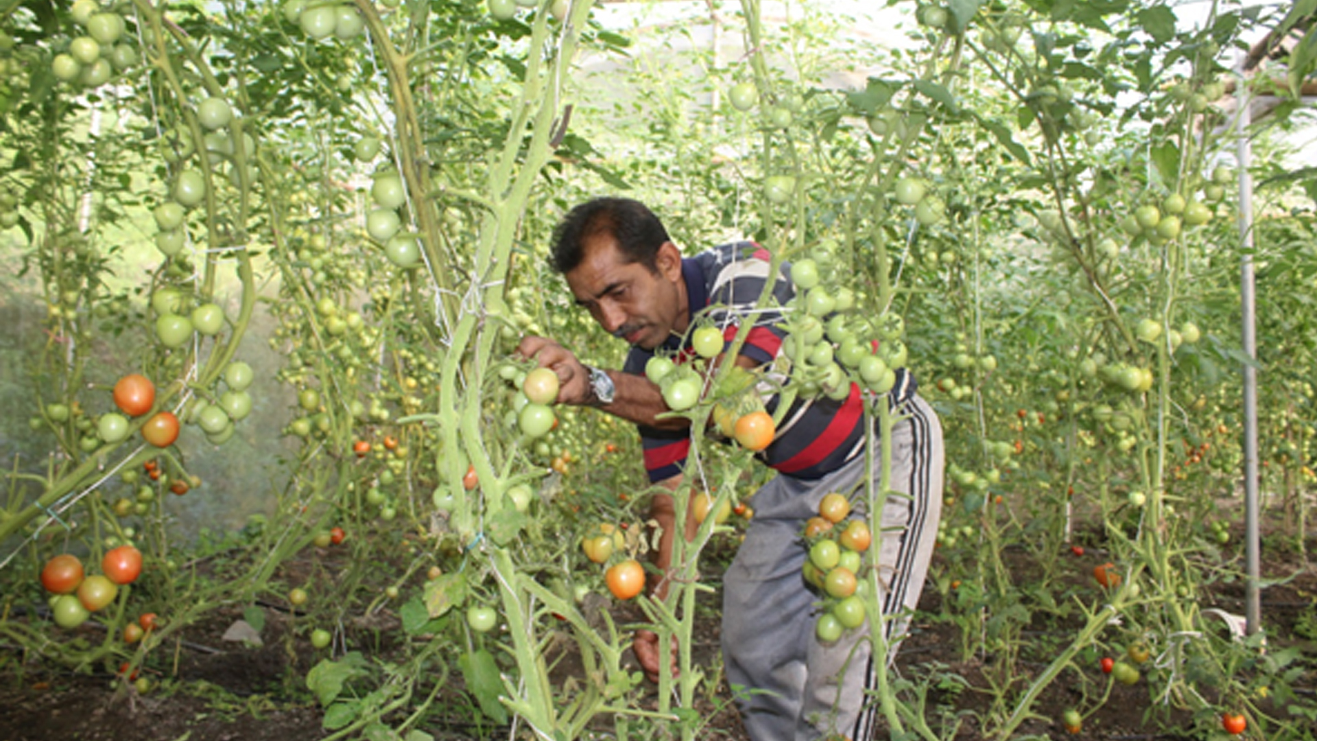 तरकारी खेतीबाट आत्मनिर्भर बन्दै म्याग्दीका युवा