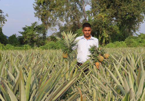 भुइँकटहर खेतीबाट वार्षिक रु १५ लाखसम्म आम्दानी गर्दै विष्ट